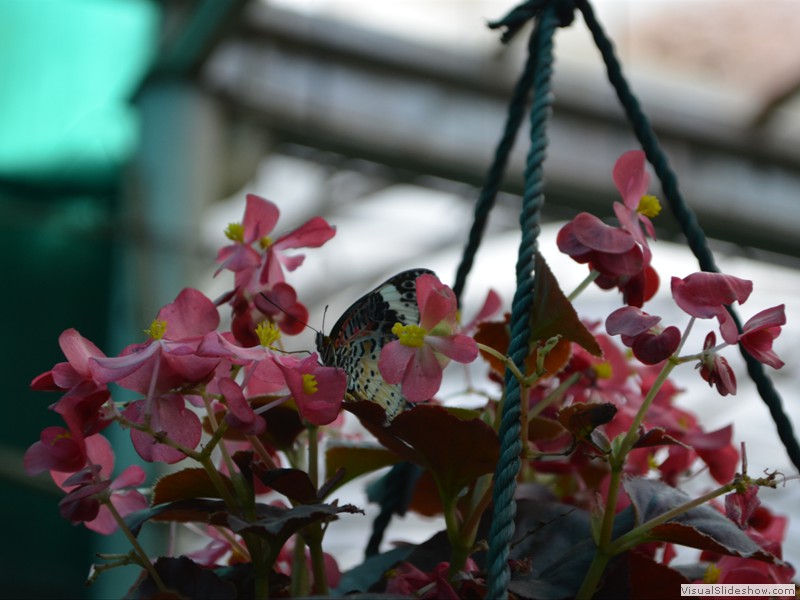 Colorful and unusal butterflies are everywhere in the atrium.