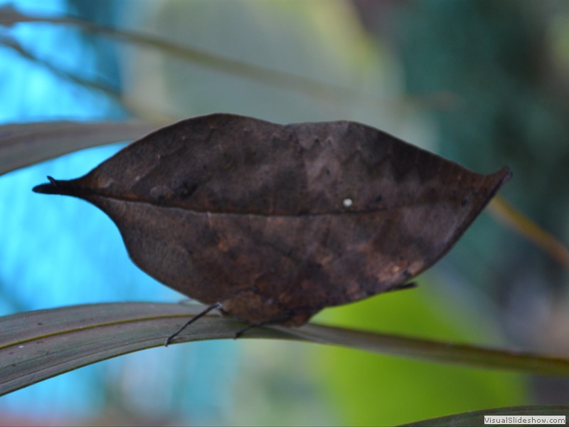 Looks like a leaf - it's a butterfly!