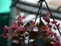 Colorful and unusal butterflies are everywhere in the atrium.